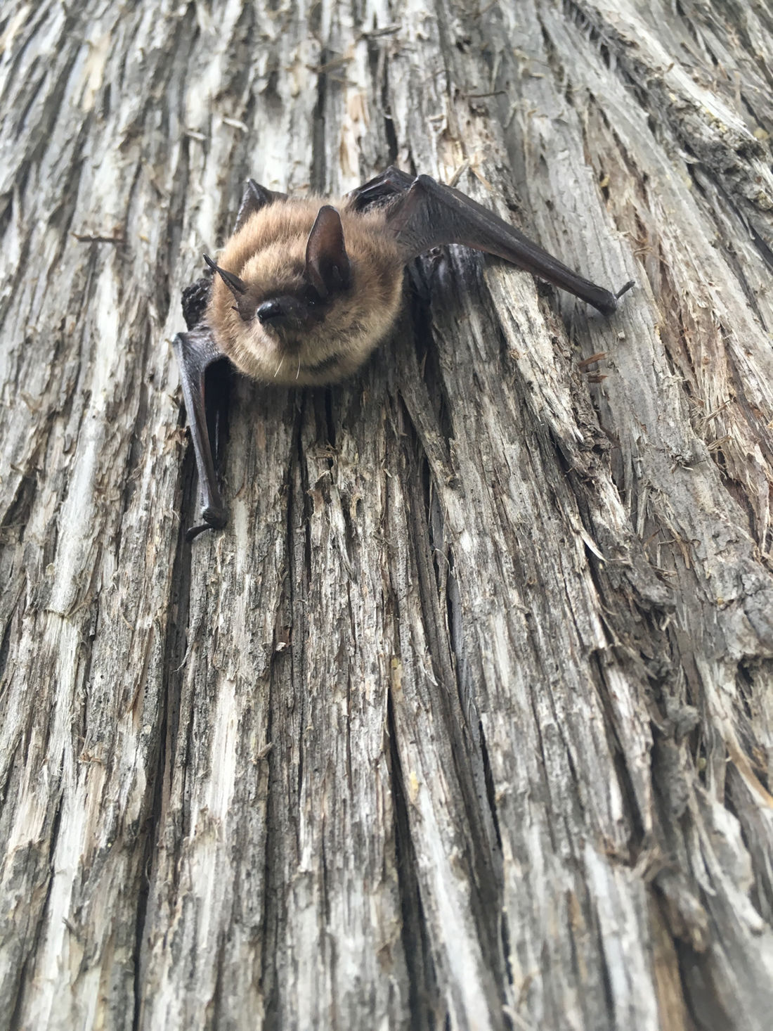 Bats